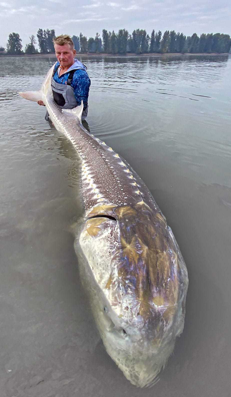 %Fiskerejser efter Laks, ørred og stør% Stør i Canada er Fiskerejse med fiskeeventyr